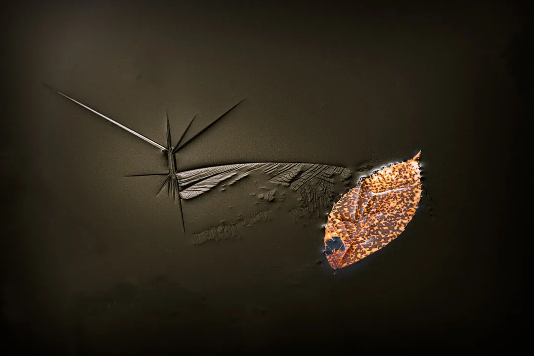 First Encounter